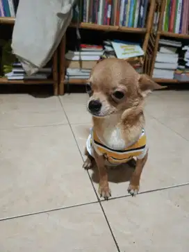 Chihuahua jantan dewasa