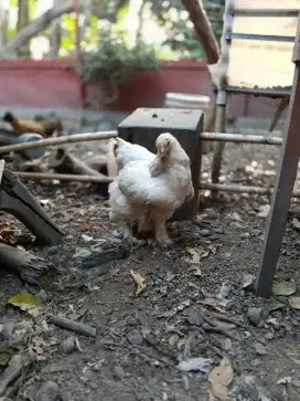 Brahma Light Columbian