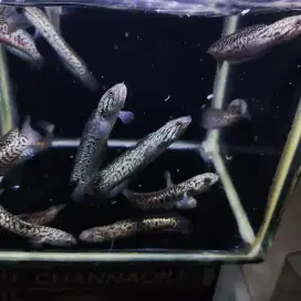 Asiatica Kalimaya superfoam full spot