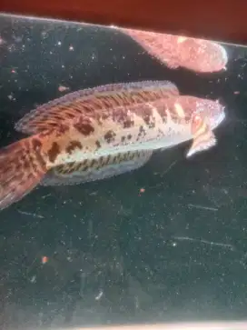 Channa AURANTI 17cm