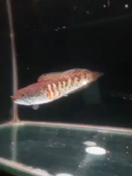Channa AURANTI 17cm