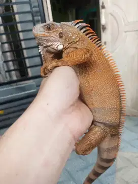 Iguana red colomb