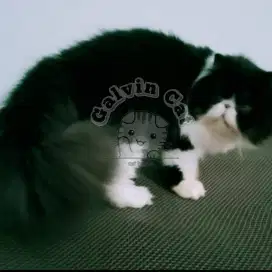 Jasa pacak Peaknose ped