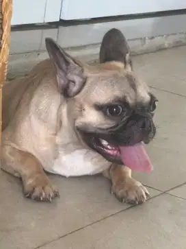 French Bulldog Jantan 7 bln Non stamboom