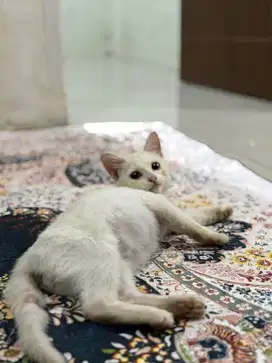 Kucing odd-eye jantan