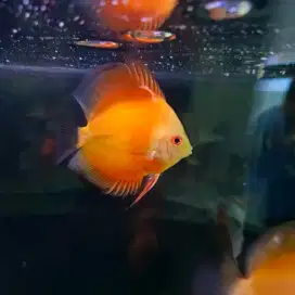 Ikan discus red melon blue diamond pigeon dll / ikan diskus