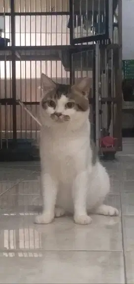 Kucing BSH Pejantan Bico