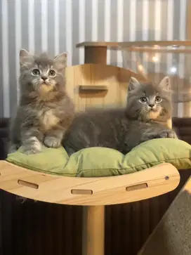 Kucing persia blue
