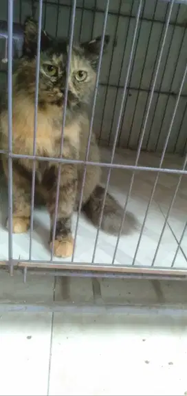 Kucing Persia Medium Betina Proven