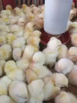 Ayam negeri jantan - doc jantan - bibit ayam jantan