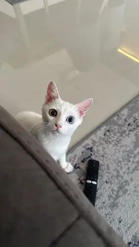Kucing Putih Odd Eye Jantan