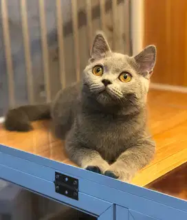 Kucing british shorthair