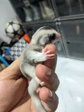 Sugar glider mosaic betina