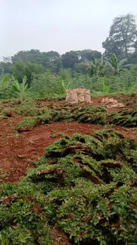 Rumput gajah mini permeter
