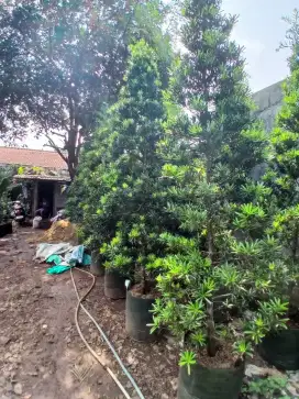Tanaman hias louhangsung - pohon louhangsung dewasa 3mtr