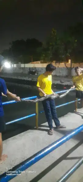 pithon -+ 4 meter