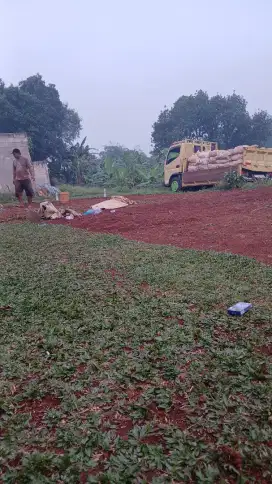 Paket pemasangan rumput gajah mini murah jabodetabek