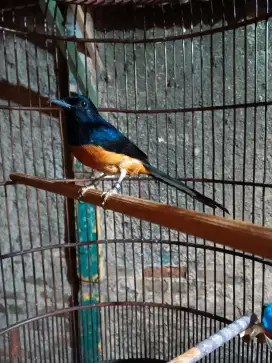 Murai batu APBN