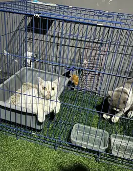 Kucing bsh british shorthair betina jantan