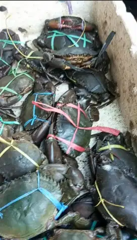 kepiting hidup 1kg isi 2-3