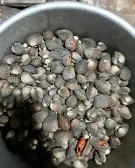 kerang dara hidup.