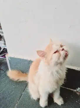 Kucing jenis flatnose betina cocok buat indukan lepas adop