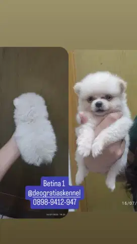 Minipom puppy murah cakep