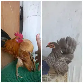 Ayam serama sepasang induk