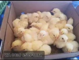 DOC Anak Ayam BROILER SUPER PEDAGING ,BANDUNG SUMEDANG SIAP KIRIM FREE