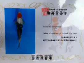 Ikan koi import