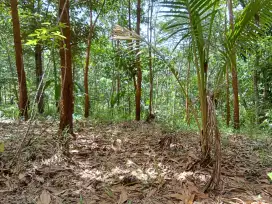 Di jual tanah kebun murah meriah