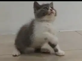BSH blue bicolor betina