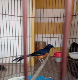 Burung murai Batu blorok