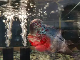 Ikan louhan merek : SRD