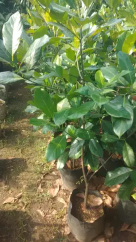 Pohon nangkadak (cimpedak + nangka besar)