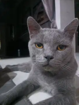 Dijual kucing British lokal