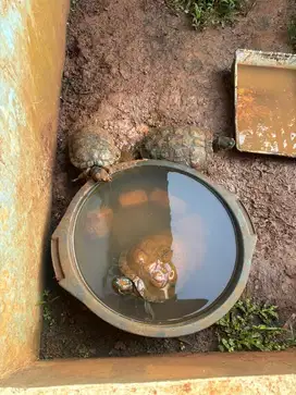 Kura kura brasil atau RES Betina