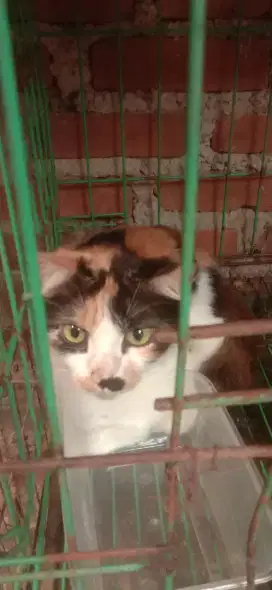 Kucing 3 warna murah betina menginjak dewasa