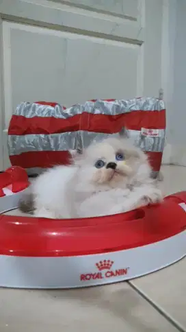 Kitten RagdoLL seal point Non Ped Female