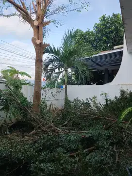 Potong rumput/ tebang pohon jogja