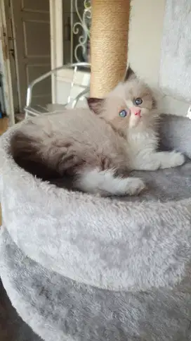 Kitten RagdoLL biCoLor non Ped Female
