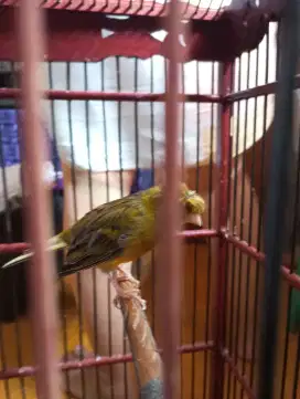Jual burung kenari jambul