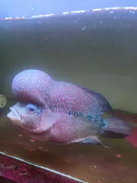 Ikan louhan cencu two tone