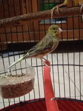 Kenari betina siapan