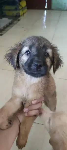 Anak Anjing Lucu