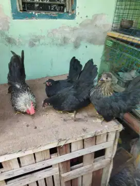 Ayam Kate Mataraman