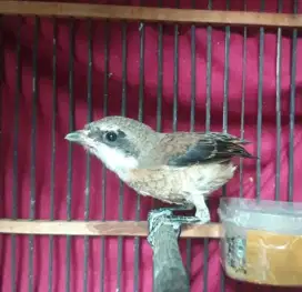 Anakan pentet udah rakus makan pur
