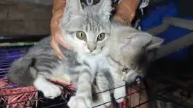 JUAL KUCING SELAKUNYA