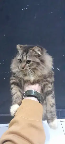 KUCING LUCU Lepas Adop