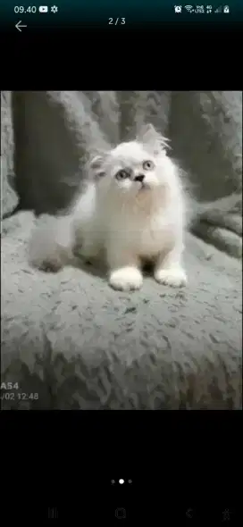 persia ragdoll himalaya